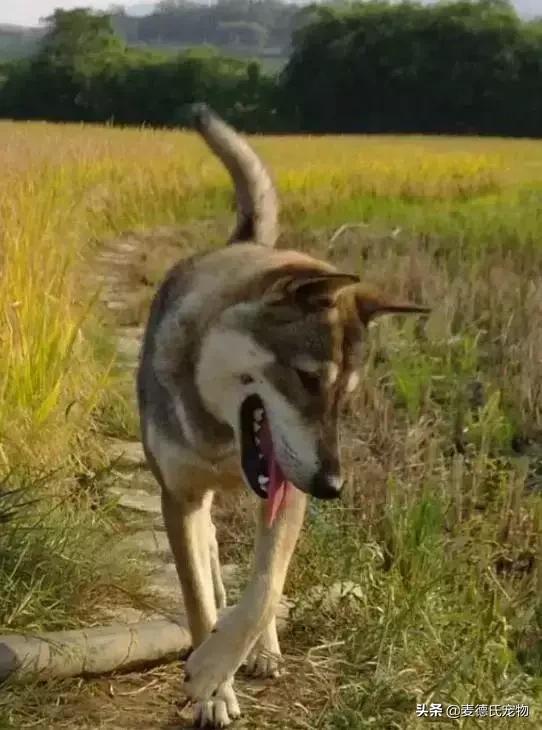 这样的中华田园犬难道你不爱吗,到底什么才是真正的中华田园犬