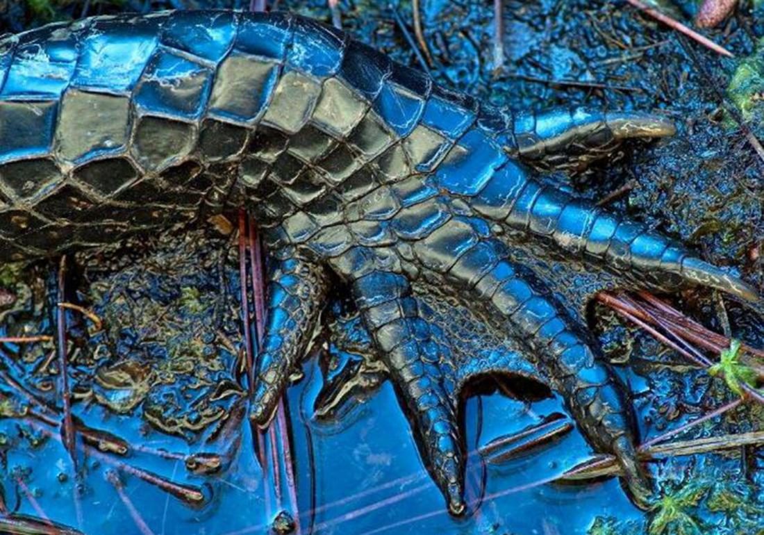 鳄鱼的饲养管理办法有哪些,扬子鳄养殖需要注意什么