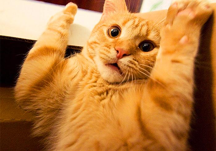 猫咪尿频治疗视频,猫咪尿频治疗药