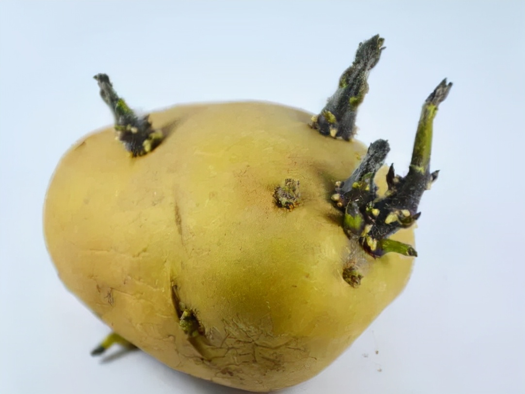 土豆放的时间长了变绿了还能吃吗,土豆放了十多天发绿还能吃吗