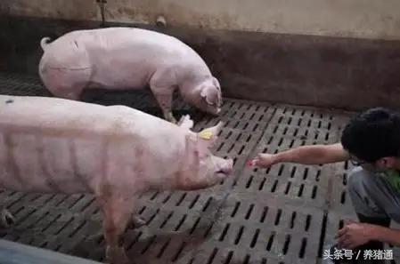 猪出现不吃打针不管用,猪不吃食怎么办打什么药