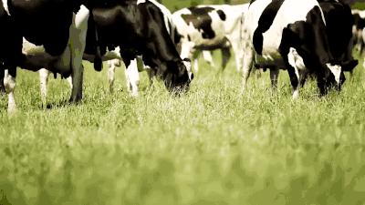 关于荷兰牛栏奶粉的那些事儿,荷兰牛栏奶粉有出什么新闻吗