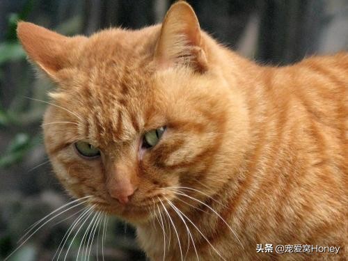 为什么中国的土猫在国外很昂贵,为什么土猫这么便宜外国猫这么贵