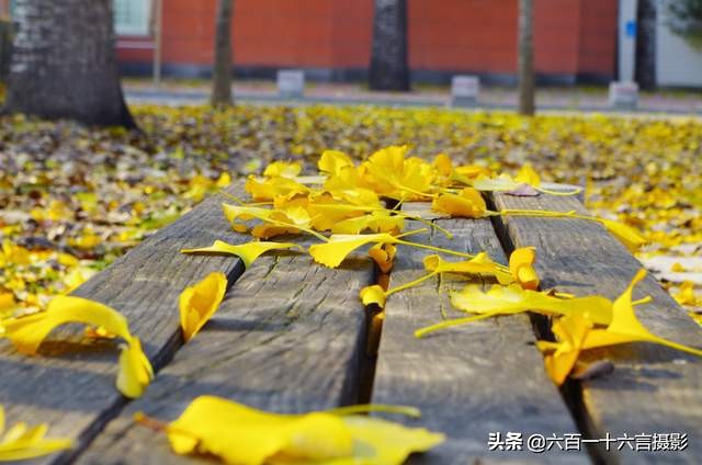 石家庄中国十大顶尖学府,正定县城有几个大学