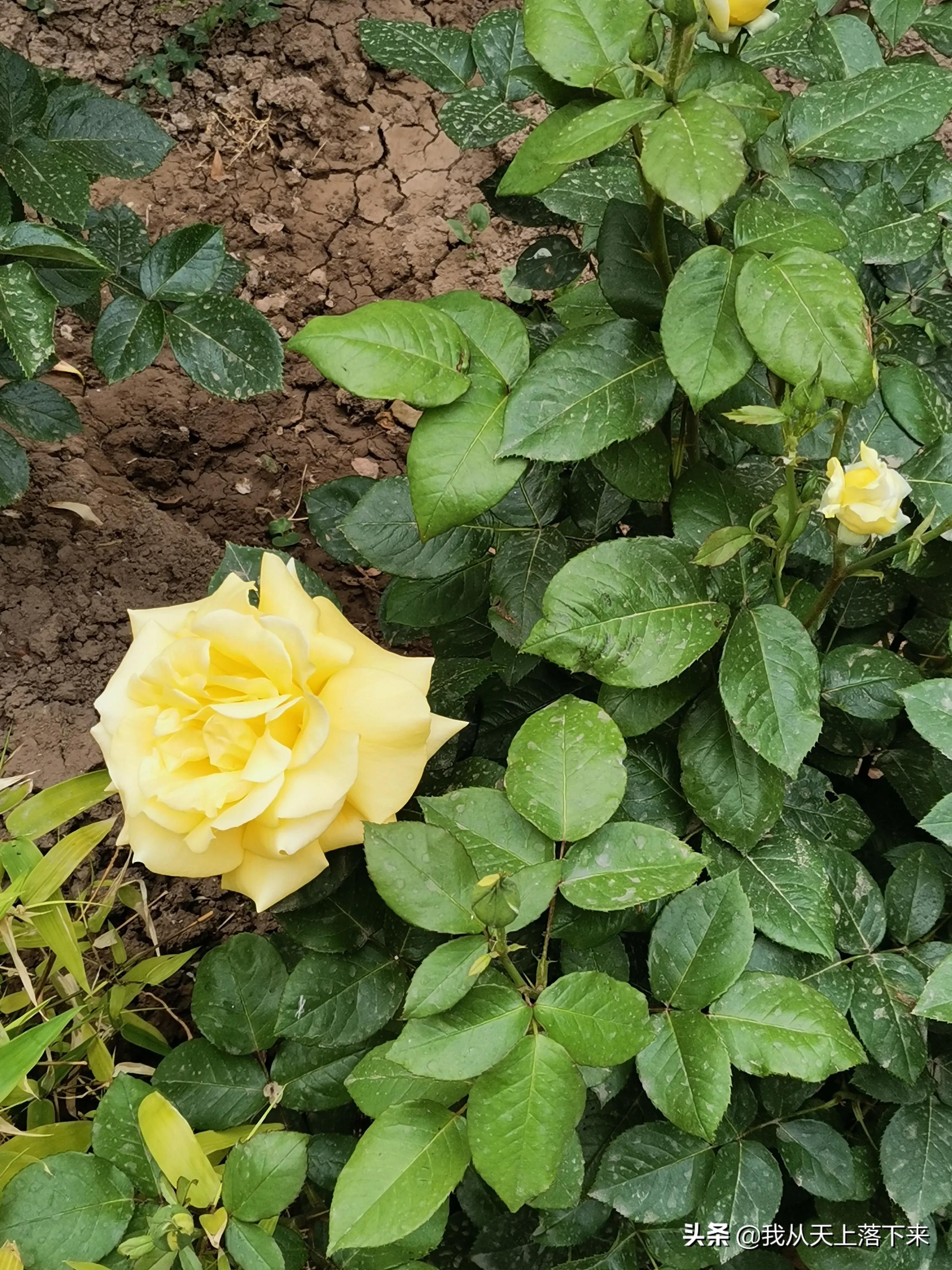 100张花朵美图,100张花图片大全