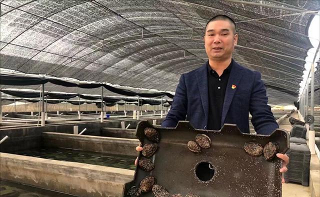 鲍鱼养殖如何赚钱,人工养殖鲍鱼