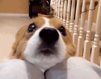 怎么分辨狗狗的种类图解,科普狗狗比较容易爆的的知识