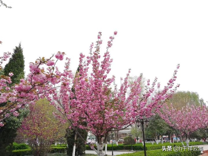 我的家乡商丘夏邑,夏邑又多一处美景有山有水还有花