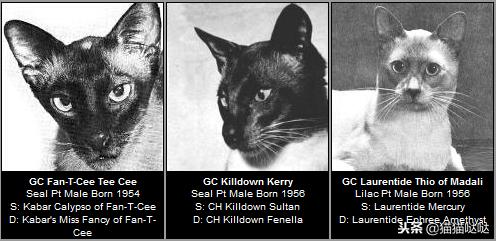 养猫新手买猫注意什么,新手养猫和买猫的注意事项