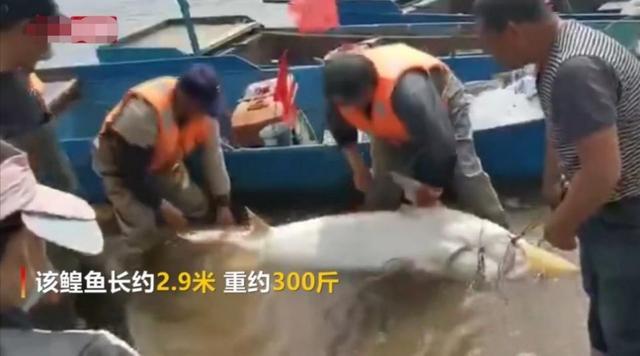 比鲸鱼还大的淡水鱼,现存海洋中最大的鱼排名