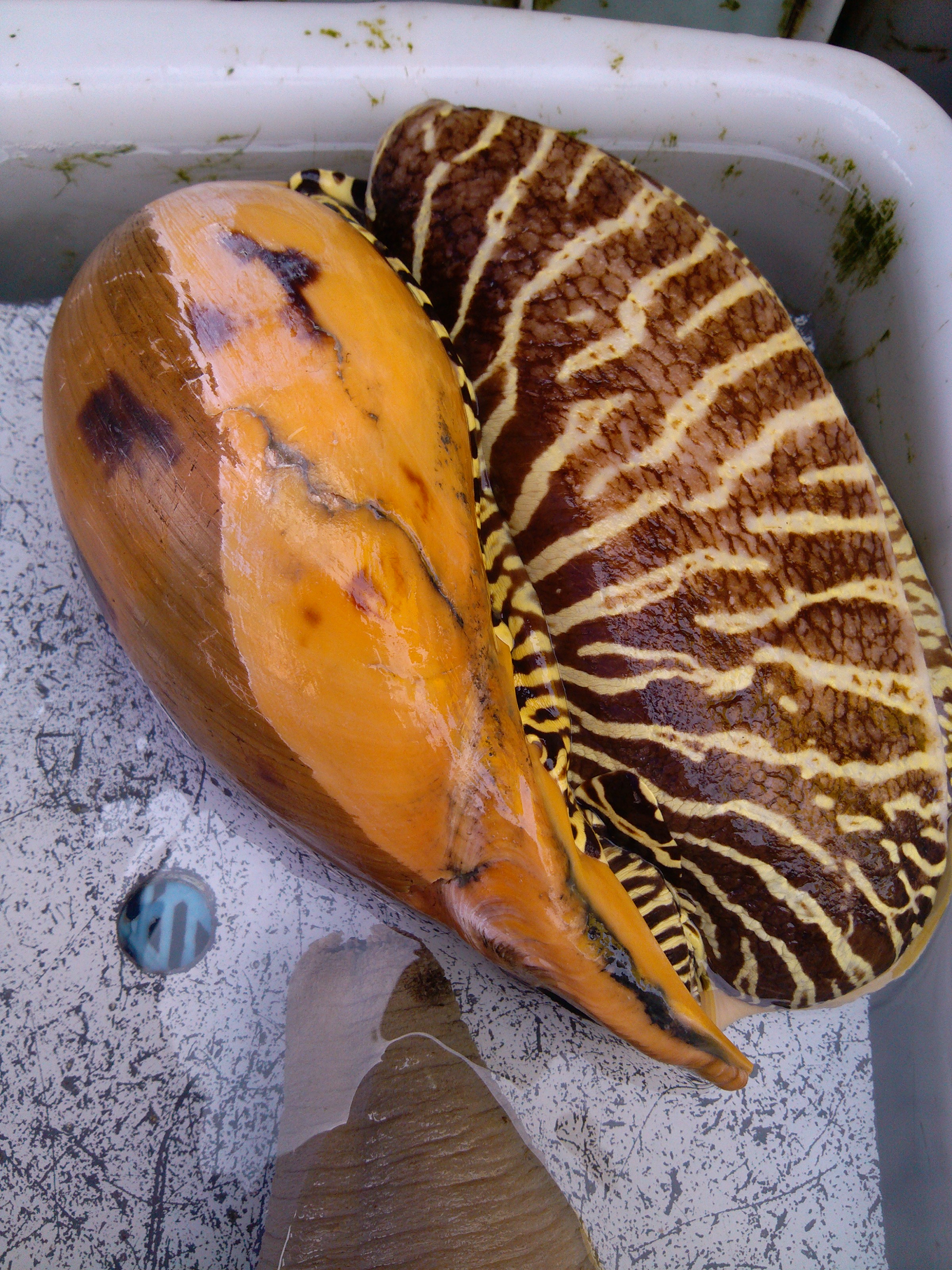 珠海石景山公园攻略,珠海澳门环岛游时间表