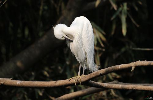 鸟类怎么样躲避极干旱的天气,野生动物如何躲避暴风雨