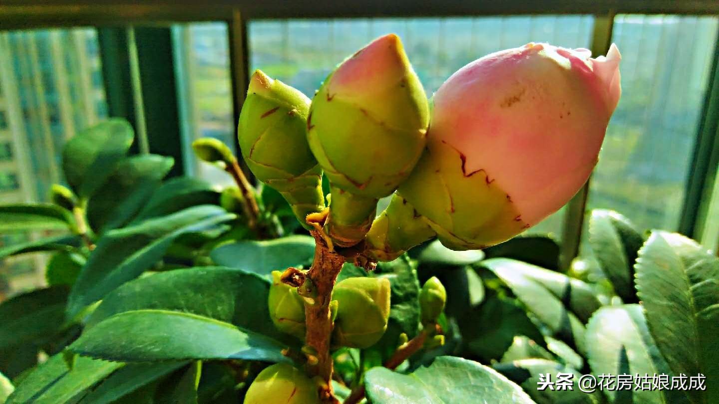 花盆里面有虫子怎么处理,君子兰花盆里有小白虫子怎么去除