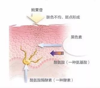 神奇的美白,神奇的美白成分熊果苷
