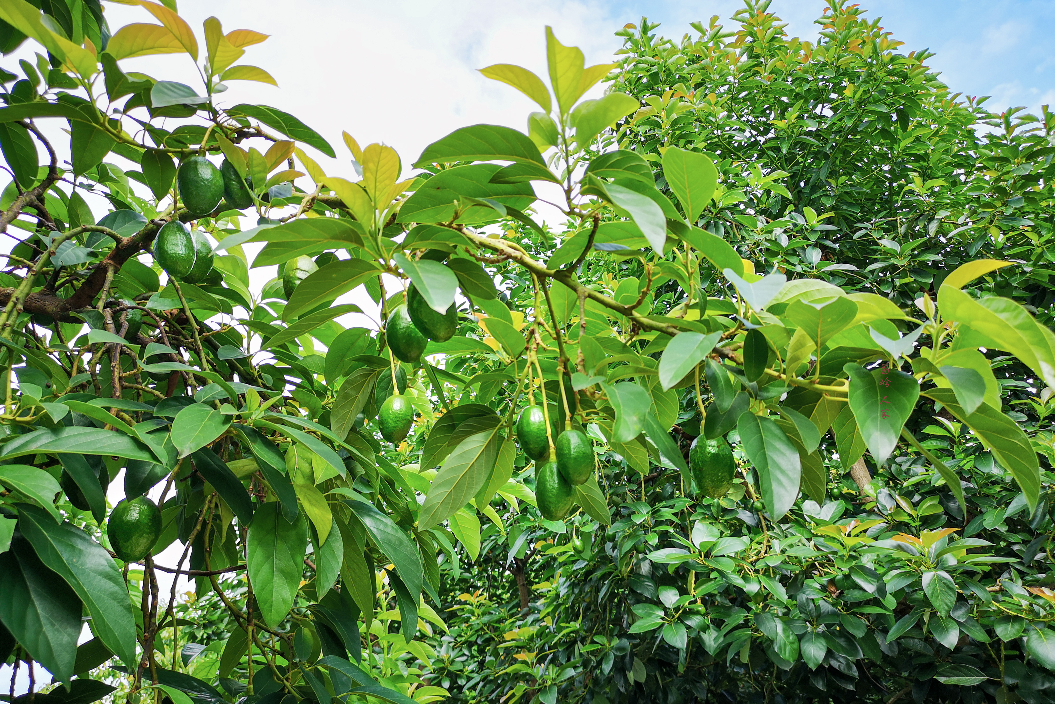 牛油果哈斯还有别的种类么,秘鲁进口哈斯巨无霸牛油果