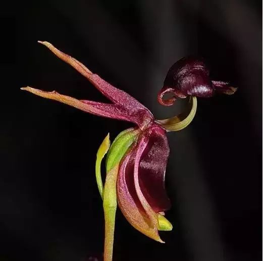 世界顶级奇花异卉,最美奇花异卉