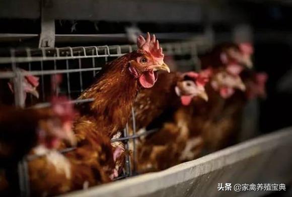 腹泻型肠易激最新有效药,肠毒性肠炎特效药