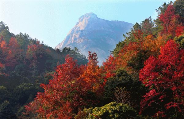 广东秋天看红叶的地方,广东深秋红叶有多漂亮