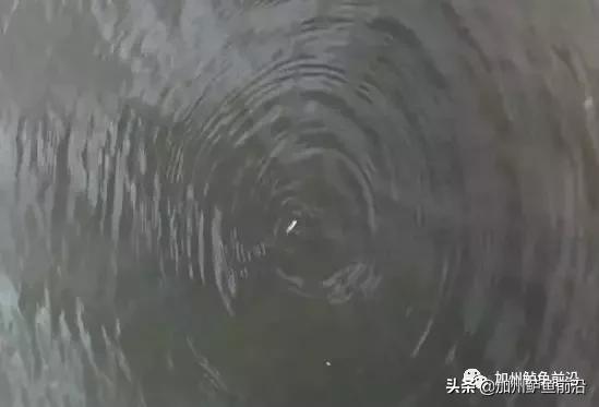 加州鲈鱼刚发苗大批死掉怎么回事,加州鲈鱼苗打转是什么病