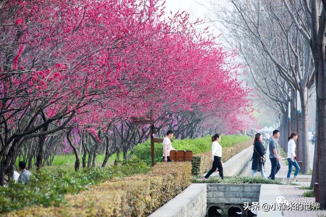 向洛阳人发出邀请国潮盛宴来袭,洛阳发布通知