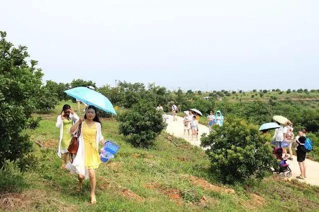 农业推广引流,低成本的引流掌握方法一样能挣钱