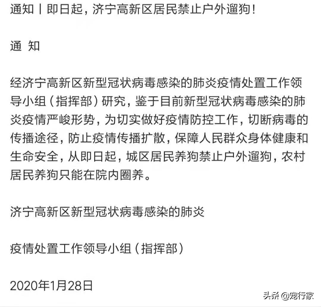 疫情期间多地禁止遛狗！狗在家不上厕所怎么办？无聊拆家怎么办？