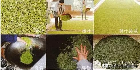 人参九宝茶的功效和禁忌,凤凰单枞茶的功效与禁忌