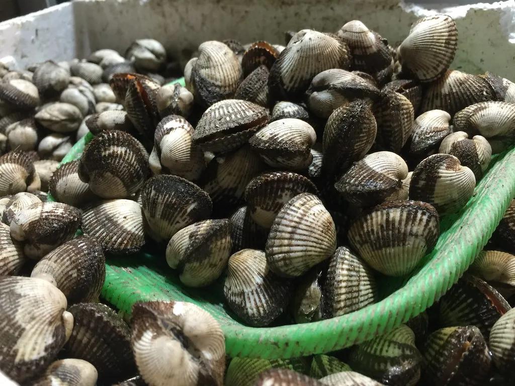 蚬子蛏子蛤蜊什么区别,长条的蛤蜊蛏子叫什么