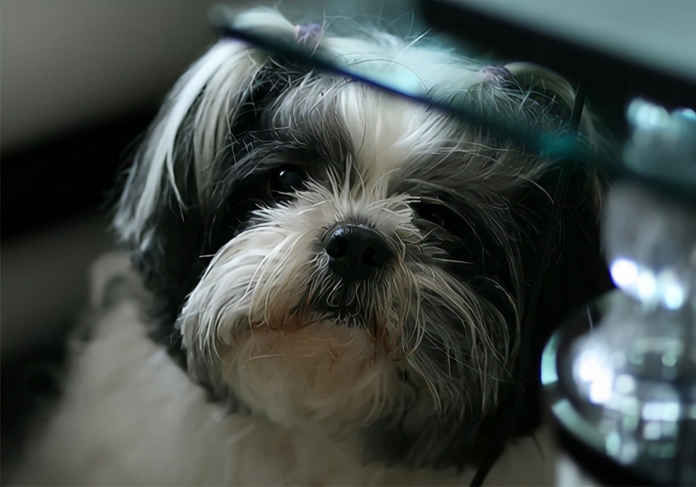 狗拉稀的症状及调理方法,狗狗拉稀了怎么回事及解决方法