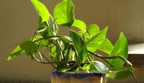 孩子咳嗽老不好？可能是甲醛作怪，要小心这几种装修材料