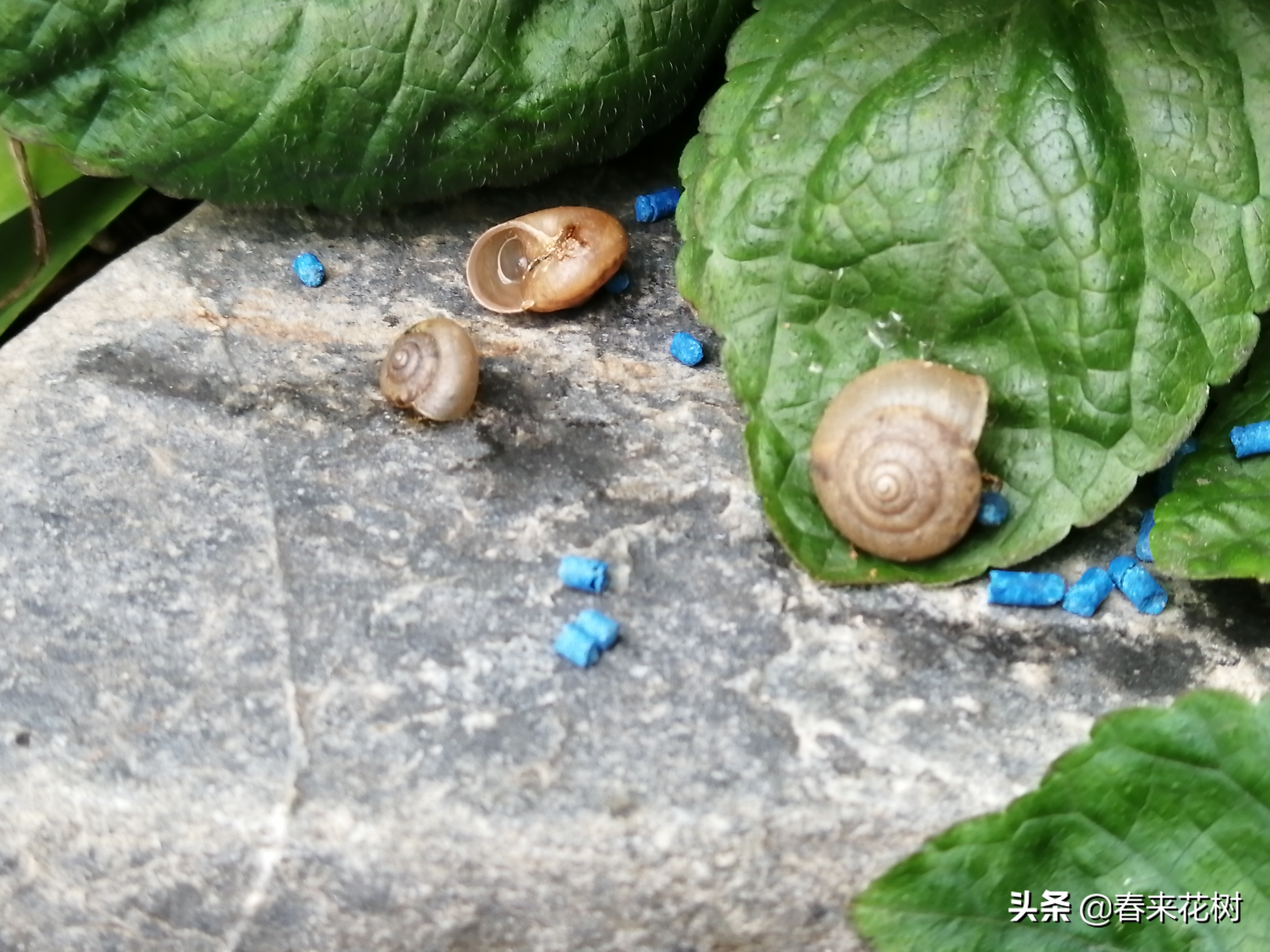 爱养花的坏处,养花防小蜗牛的方法有哪些