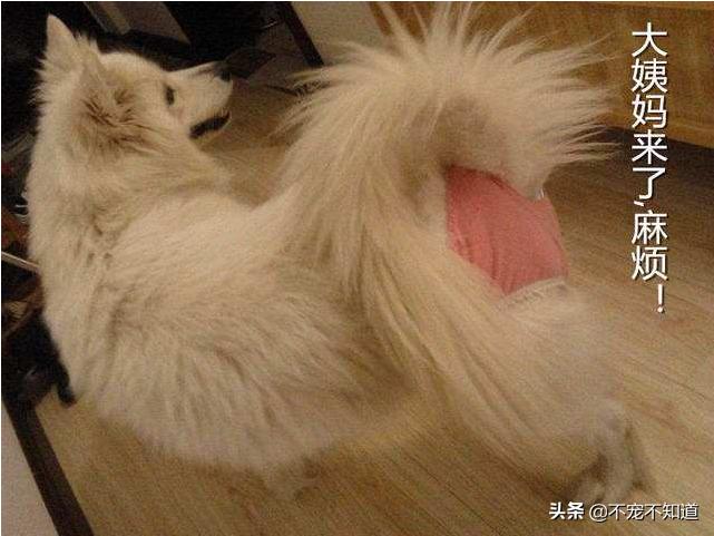 一割解千愁~你给家里的猫狗做绝育了吗？