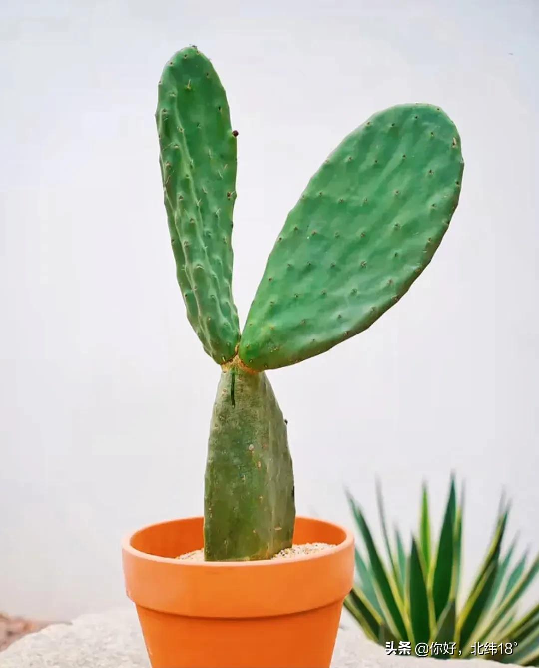 吃仙人掌十大禁忌,吃仙人掌有什么好处