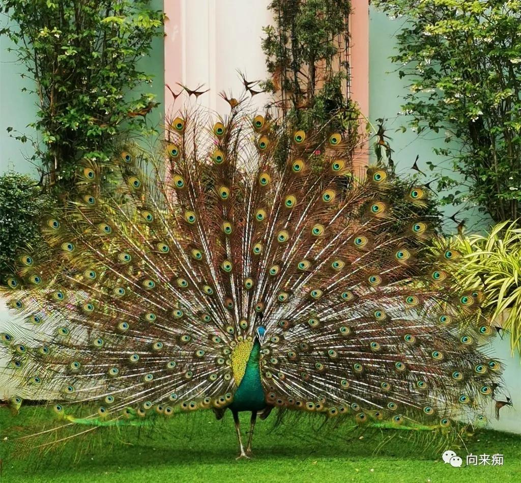 泰国一人行芭提雅跳伞,泰国三人行歌曲