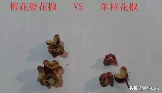 花椒要讲究品质不要只说价格 (为什么最近的花椒价格这么高)