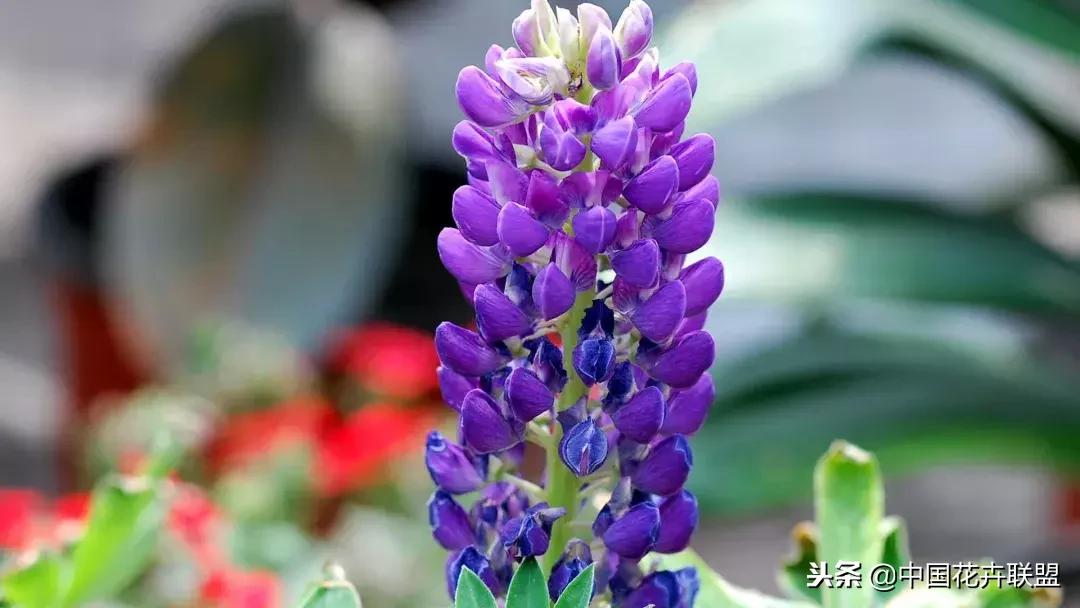 100种鲜花的花语樱花,100种不同花的花语