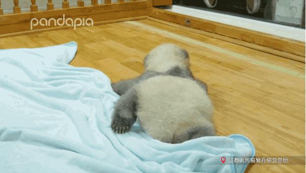 熊猫儿本人照片,熊猫儿图片