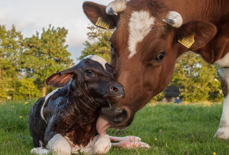 母牛饲养与繁育方法,母牛的饲养方法和下牛犊的过程