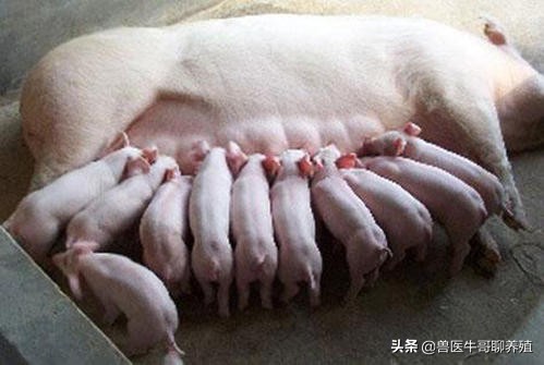 母猪产程长产仔慢的原因以及对策