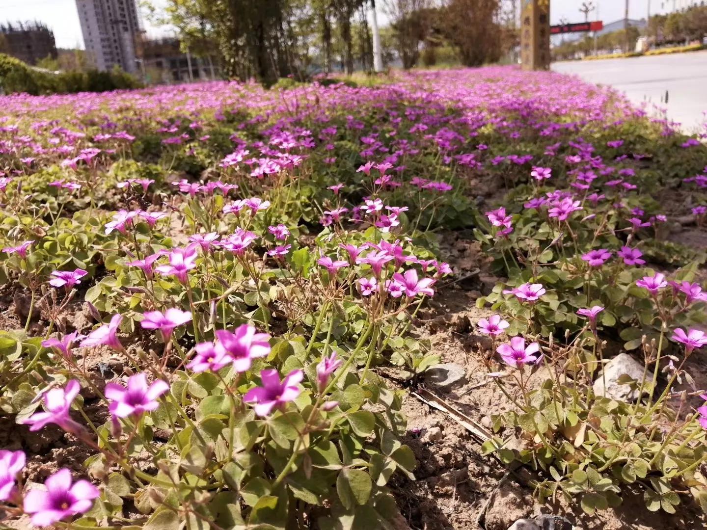 白花三叶草治什么病,白花三叶草怎么清除