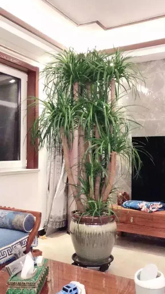 净化空气吸甲醛最好的花排名,什么花净化甲醛效果好