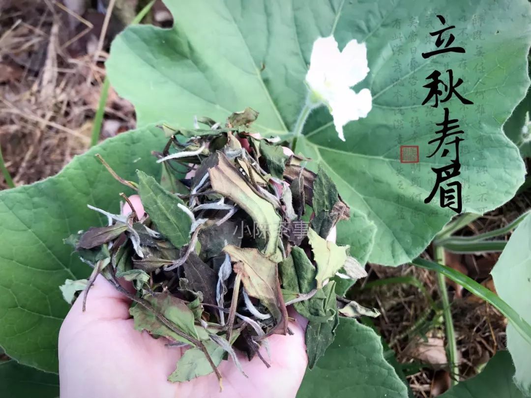 买茶叶怎么确保是新茶 (网上买的新茶能放多久)