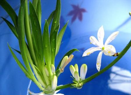 吊兰的养殖方法和注意事项有哪些,吊兰的养殖注意事项和方法