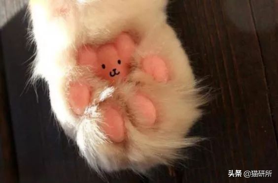 猫咪脚上有伤口得把毛全剃了吗,猫咪冬天剪毛发会感冒么