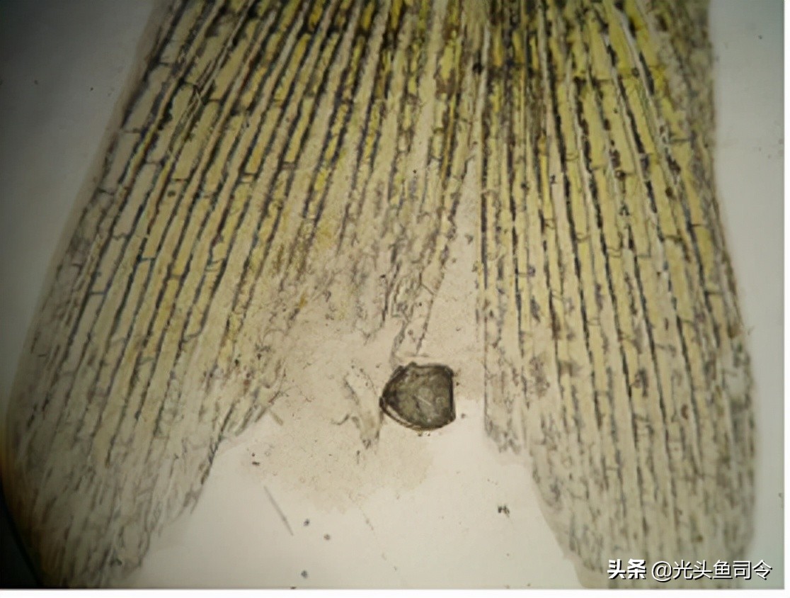 常见几种鱼体寄生虫,鱼类身上肉眼可见的寄生虫