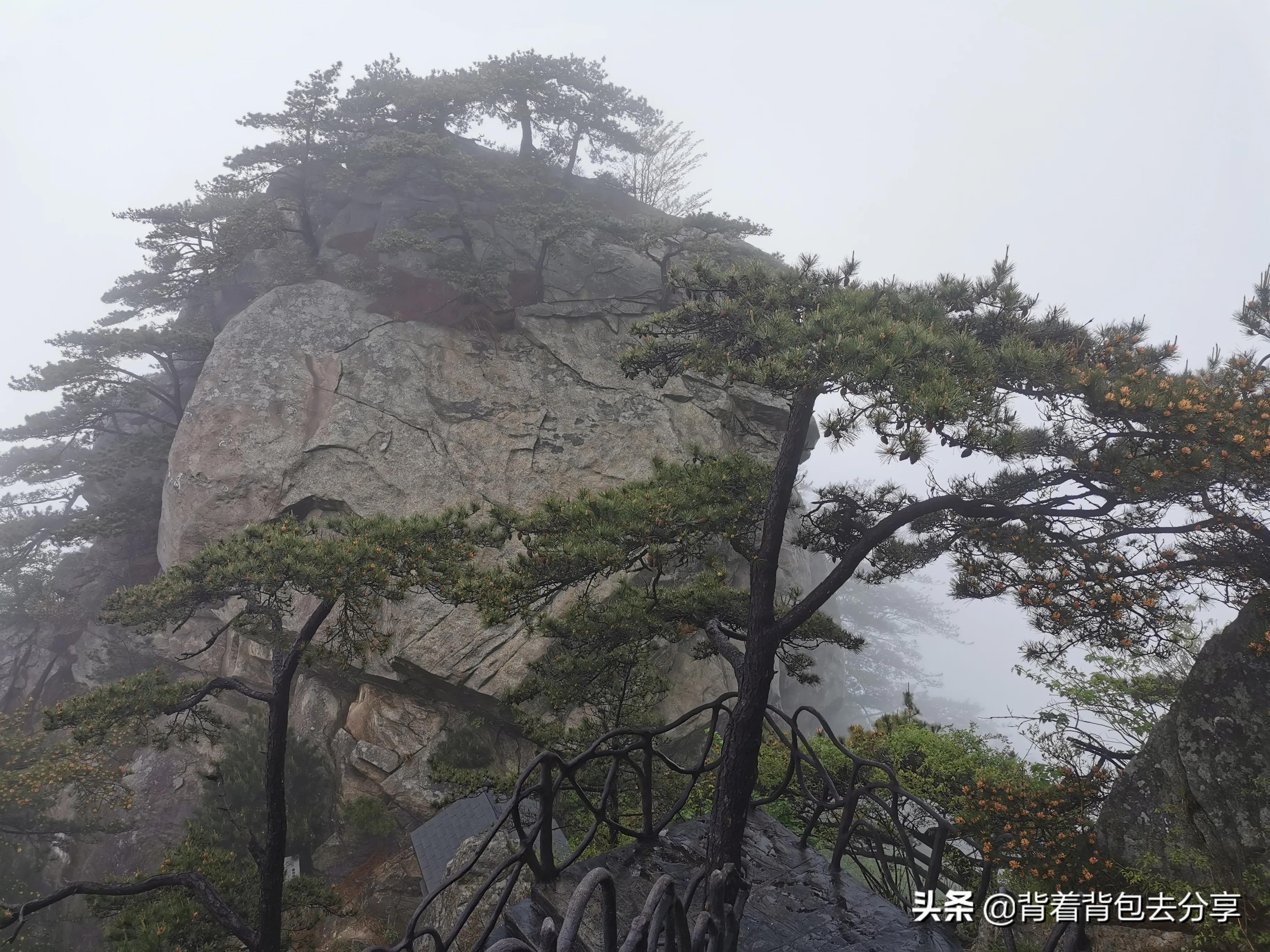 麻城龟峰山古杜鹃,面积最大的杜鹃花景区
