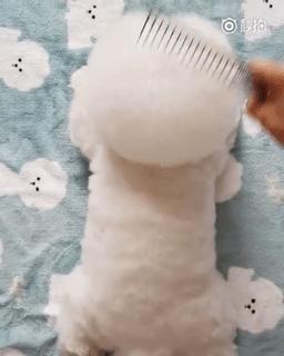 怎么才算纯种泰迪狗呢图片,纯种狗和非纯种狗的区别哪个好