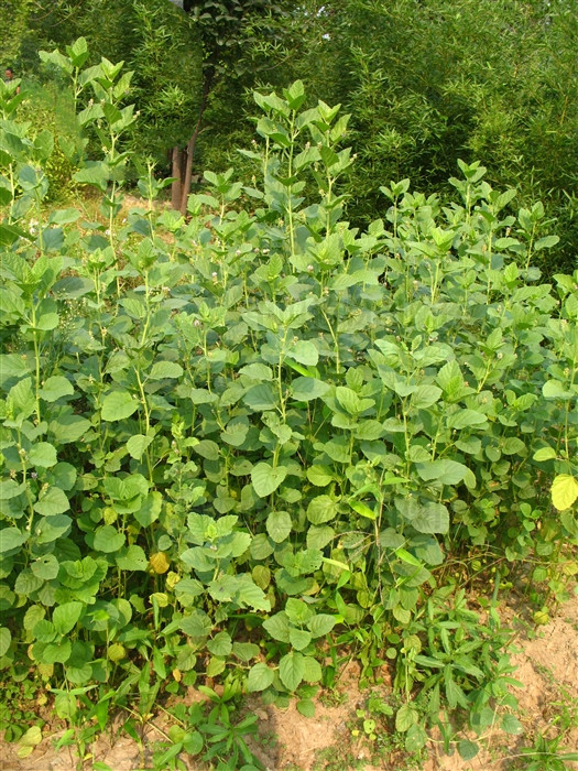 补骨脂治白癜风效果怎样,补骨脂和中药结合能治好白癜风吗
