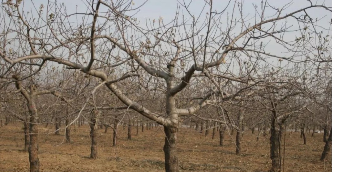 苹果郁闭园，冬剪改形切勿“隔靴挠痒”