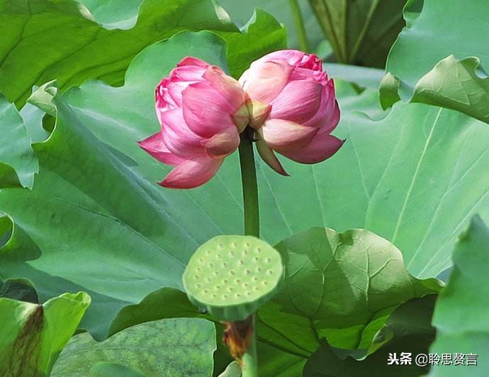 十首顶级哲理诗词名句,经典诗句励志古诗句